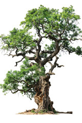 Majestic Ancient Tree With Twisted Branches. Isolated