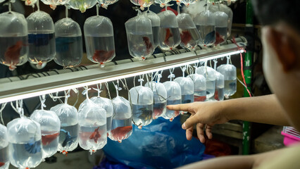 Obraz premium A customer points at a betta fish in a plastic bag at a night market. The vibrant fish hang on a rack under bright LED lights, creating a mesmerizing display of ornamental fish for sale.