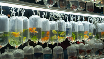 Plastic bags filled with colorful ornamental fish hang under bright LED lights at a bustling night market. The vibrant bettas and goldfish attract customers, creating a unique and lively display.