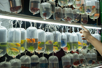 A customer points at a betta fish in a plastic bag at a night market. The vibrant fish hang on a...