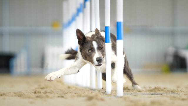 Smooth Coat Border Collie "Blue" doing the weavepoles at a dog agility seminar 