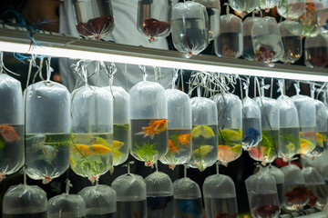 Rows of ornamental fish in plastic bags hang under bright LED lights at a night market. The vibrant bettas and goldfish create a mesmerizing display, attracting customers and aquatic pet enthusiasts.