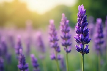 Obraz premium Close-up of lavender flowers swaying in the breeze, close-up, tranquil