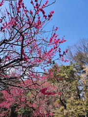 Youogi park early cherry blossom bloom