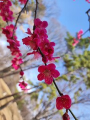 Youogi park early cherry blossom bloom