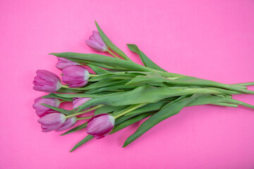Tulip flower bunch isolated on pink, Fresh flowers bouquet. Mother day. Spring, women day