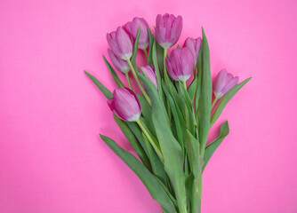 Tulip flower bunch isolated on pink, Fresh flowers bouquet. Mother day. Spring, women day