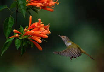 Common Tailorbird hovering and looking for nectar. Close up, selective focus.