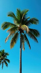 Obraz premium Tall coconut palm tree against vibrant blue sky, paradise, tree
