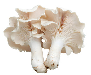 Fototapeta premium High-Resolution Golden Maitake Mushroom - PNG