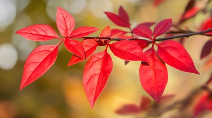 Vibrant Red Autumn Leaves Branch Closeup Photography