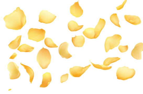   Falling yellow rose petals isolated on a transparent background (4) (2)