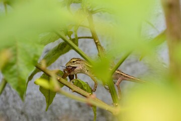 tree lizard in the grass