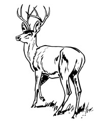 Deer Stag, Vintage Style Vector Illustration