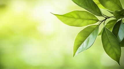 Lush Green Leaves with Bright Sunlight in a Natural Setting
