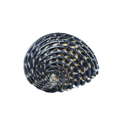 Spiral Neritodryas cornea shell close-up