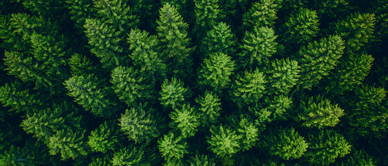 Lush green treetops viewed from above, showcasing the dense foliage of evergreen trees in a natural forest setting.
