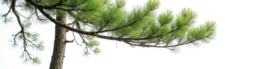 Fototapeta premium Majestic pine, thin trunk, lush green canopy, white backdrop , scenic, branches, nature
