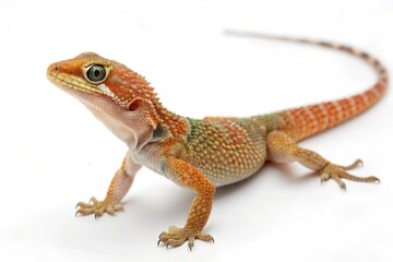 Obraz premium a gecko with white background