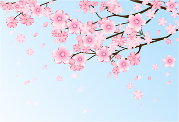 Cherryblossoms
