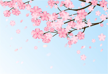 cherryblossoms, flower of spring
