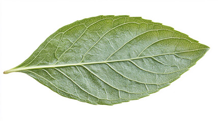 Obraz premium A single green leaf with a smooth surface and prominent veins, showcasing its natural texture and characteristics against a white background.
