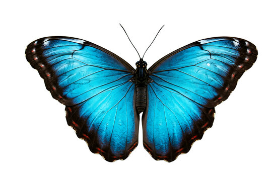 Blue Morpho Butterfly png, Butterfly Wings, Tropical Insect, Wildlife, Nature Photography