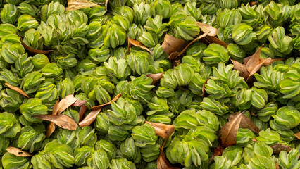 Obraz premium Dense cluster of green water lettuce (Pistia stratiotes) with dewdrops and scattered brown leaves. The vibrant floating plants form a natural texture in this aquatic ecosystem.