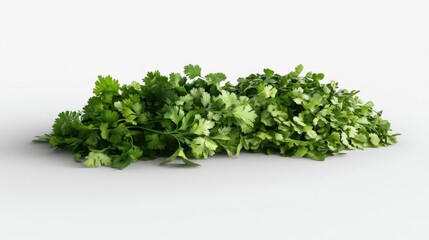 Fototapeta premium Fresh cilantro bunch, studio shot, white background, cooking ingredient