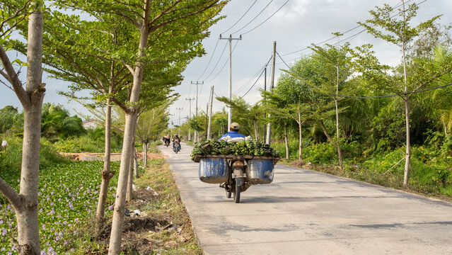 A rural scene of a motorbike loaded with green bananas traveling along a countryside road lined with trees and electric poles, with other motorcyclists in the background.
