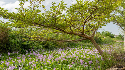 A scenic view of a leaning tree with lush green leaves arching over a pond filled with blooming purple water hyacinths, surrounded by dense vegetation in a tropical wetland.