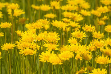 Obraz premium A clearing of bright yellow flowers in a green meadow