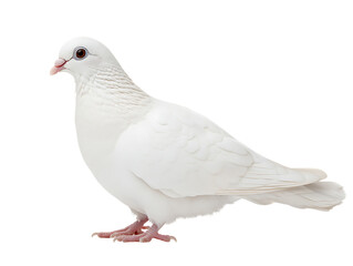 Obraz premium White dove isolated on black background