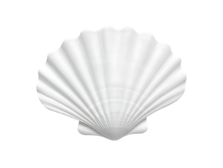 White scallop shell on black background