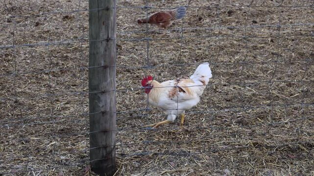 White chicken walking on farm