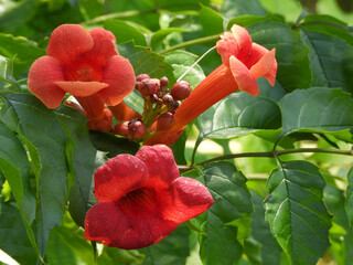 blooming red trumpet creeper bush