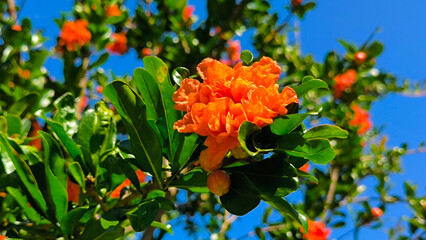 blooming pomegranate tree in sunlight