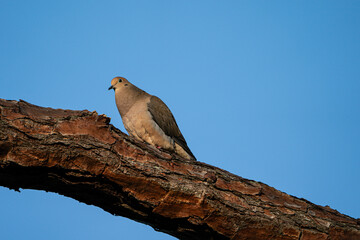 Mourning Dove on the branch of a tree.