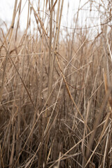 Tall, dry grasses sway gently in a natural setting, their muted colors blending into the overcast sky above, creating a tranquil and serene atmosphere