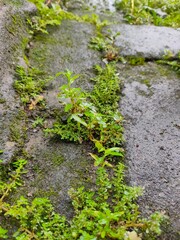 green moss on the stone