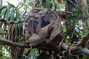 Fototapeta premium A brown sloth hangs upside down from a tree branch, its long limbs wrapped securely around the branch.