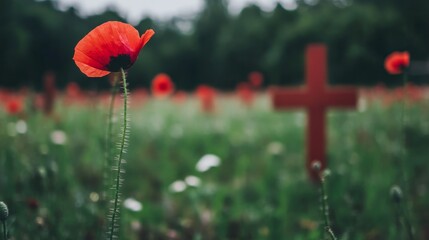 Fototapeta premium A vibrant red poppy rises gracefully in a field filled with soft-focus green stems and other colorful blooms, creating a tranquil summer ambiance