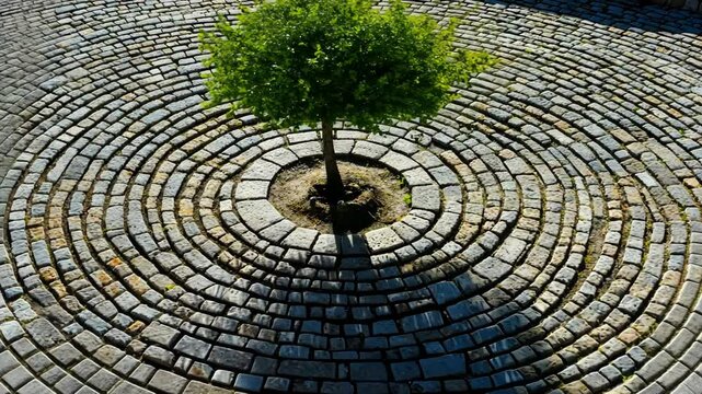 Circular cobblestone pattern surrounds small tree in a sunny outdoor setting in the afternoon