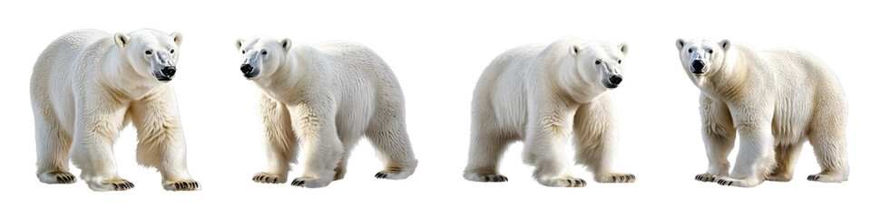 set of A white polar bear, full body, a polar bear full body, a white polar bear full body, a white polar bear with full body in the snow, a polar bear, on a transparent backgrounds