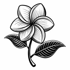 black and white flower