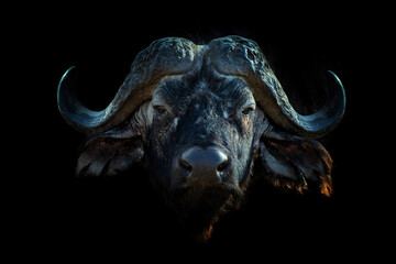 Close up portrait buffalo portrait on black background