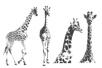 giraffe, Large Grain Photocopy Effect, for grunge punk y2k collage design. Vector illustration in vintage halftone brutalist design  © Lutfar