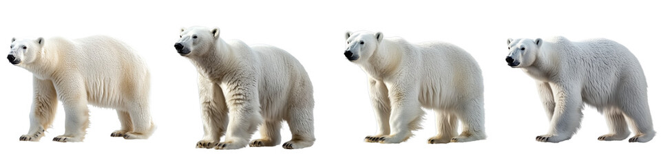 set of A white polar bear, full body, a polar bear full body, a white polar bear full body, a white polar bear with full body in the snow, a polar bear, on a transparent backgrounds