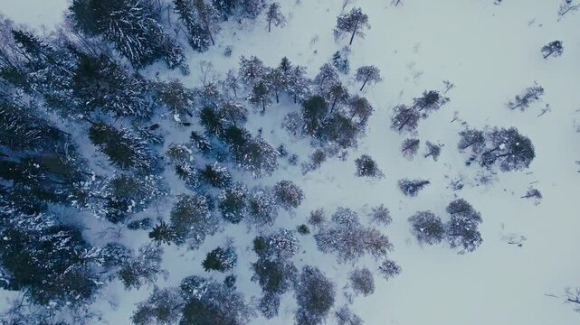 Top View Of Winter Forest With Foraging Moose Animals. Aerial Shot