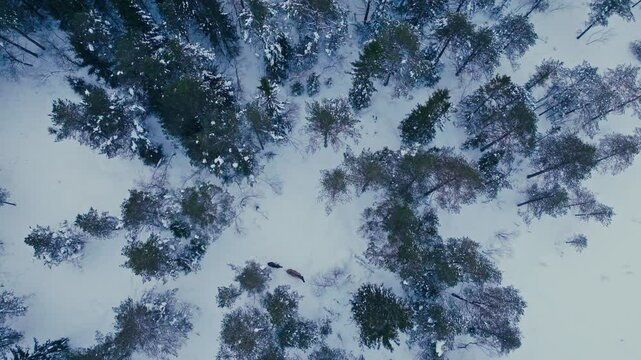 Moose Reindeers Roaming Around The Winter Conifer Forest. Aerial Topdown Shot